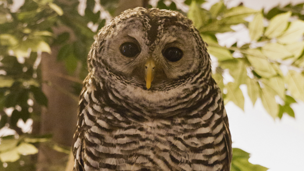 Akiba Fukurou Owl Cafe