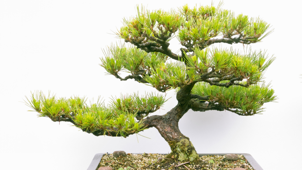 bonsai tree