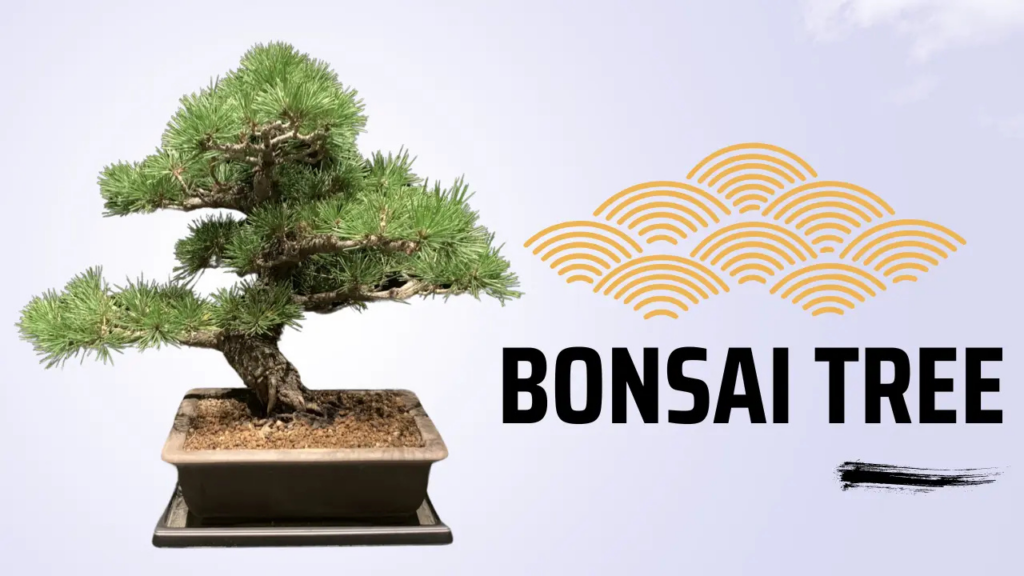 What Is Bonsai? The Art of Miniature Trees in Japan