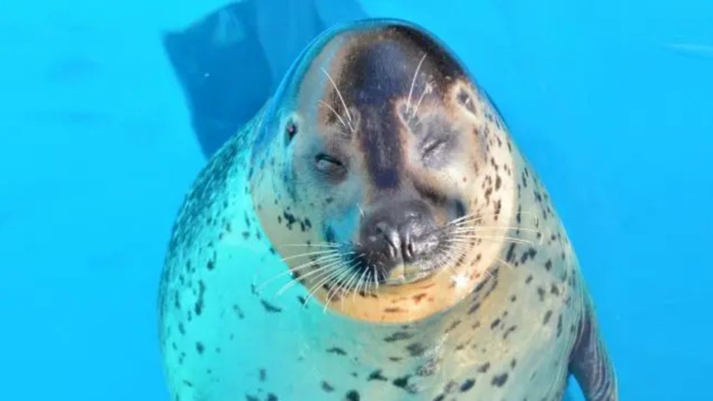 Aquariums in Japan