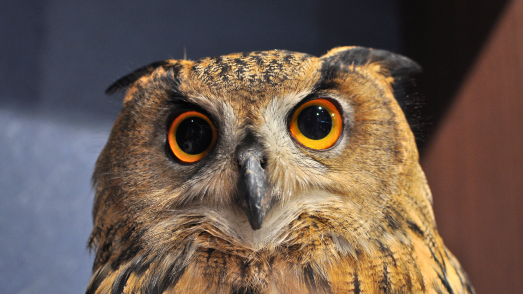 Akiba Fukurou Owl Cafe
