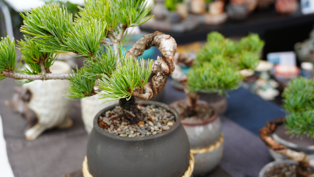 bonsai tree