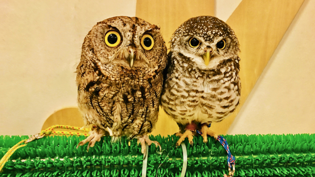 Akiba Fukurou Owl Cafe