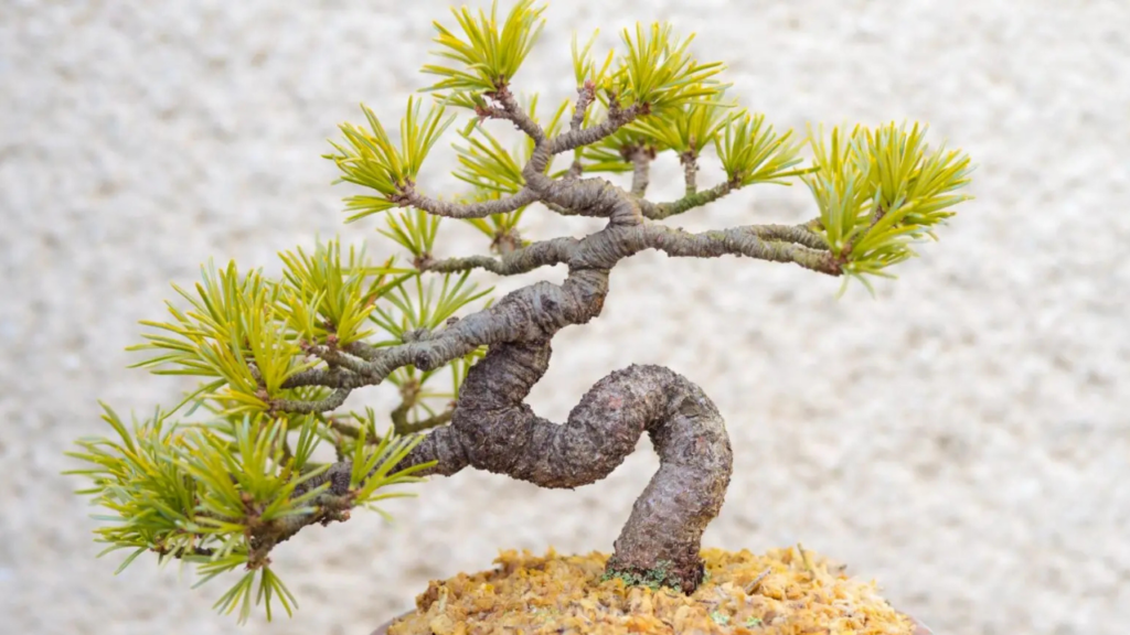 bonsai tree