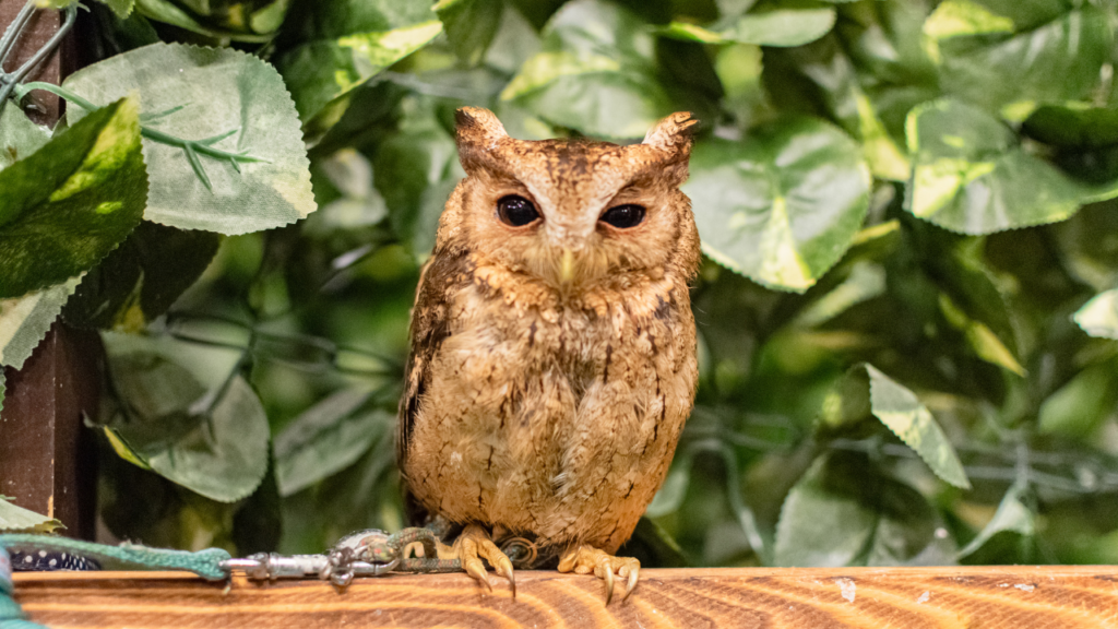 Akiba Fukurou Owl Cafe
