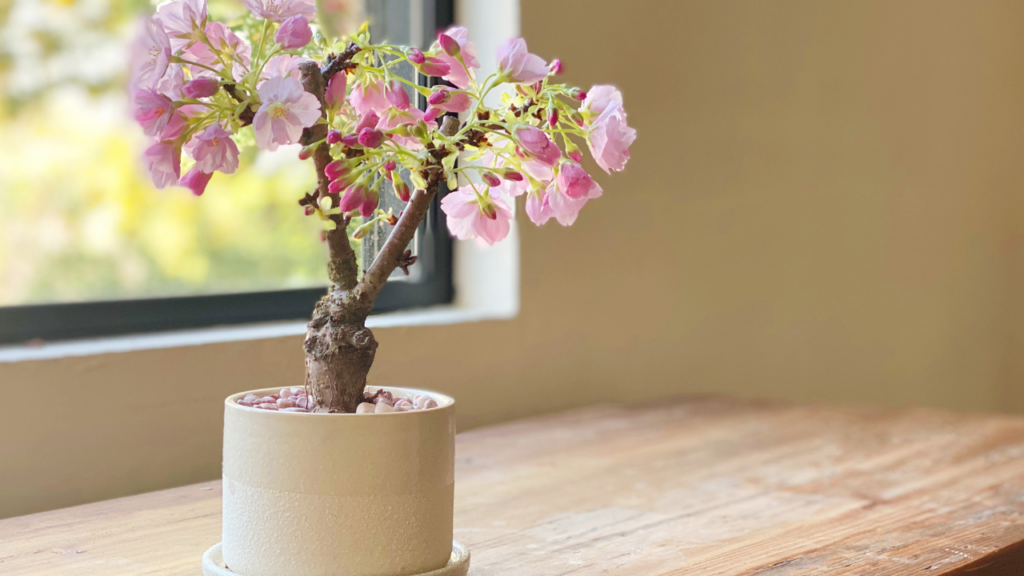 bonsai tree