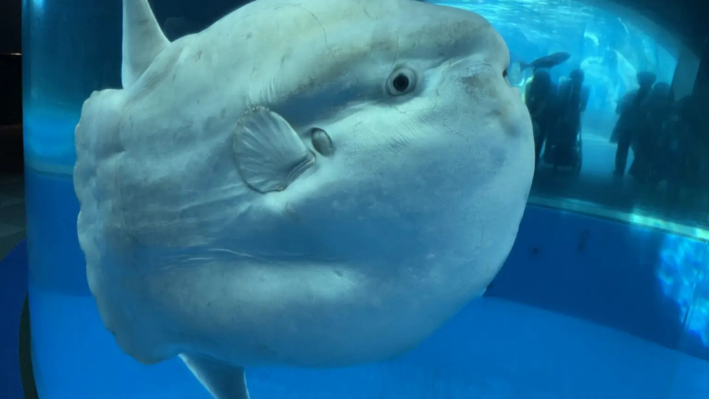 Aquariums in Japan