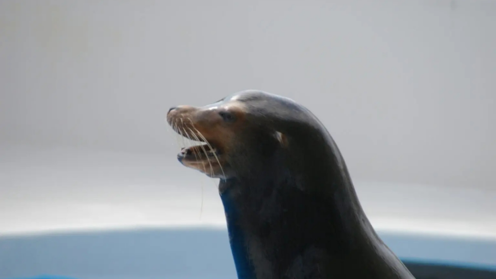 Aquariums in Japan