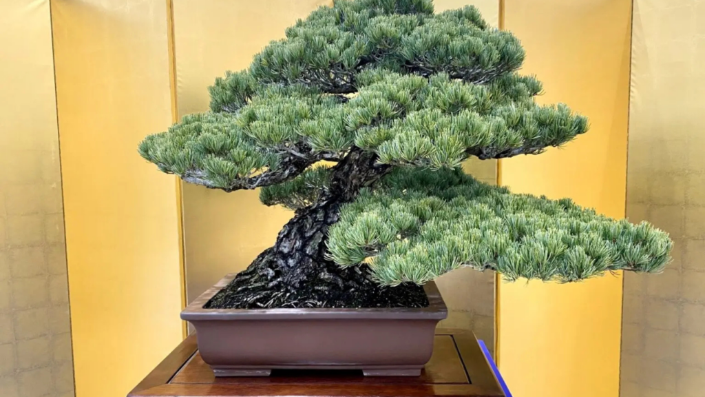 What Is Bonsai? The Art of Miniature Trees in Japan