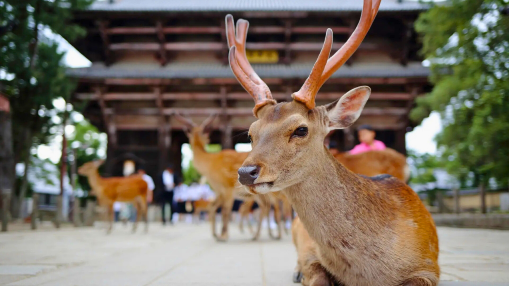 Historic Monuments of Ancient Nara