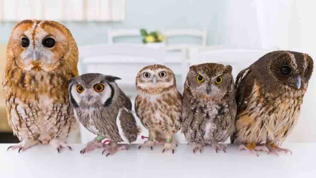 Akiba Fukurou Owl Cafe
