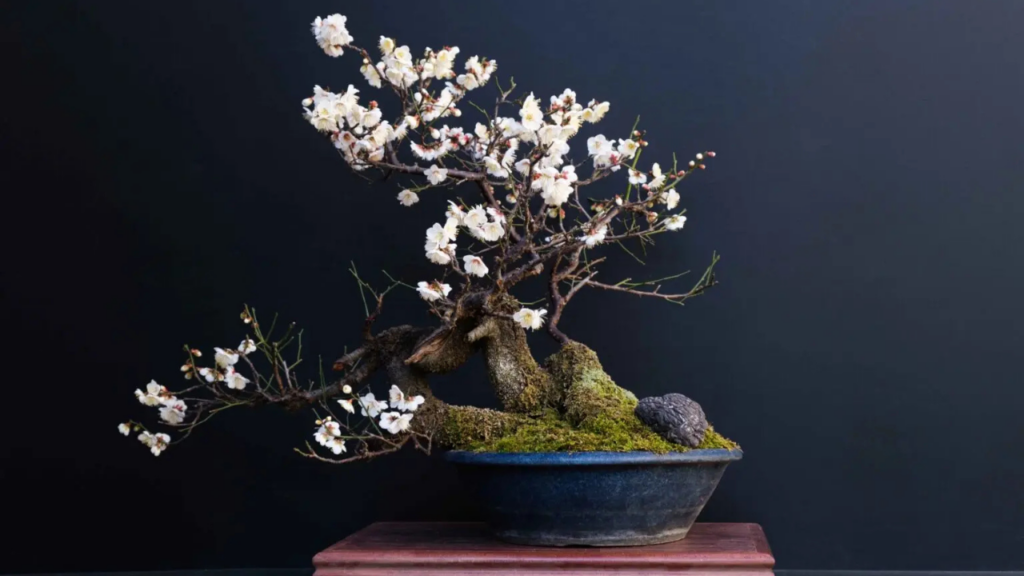 bonsai tree