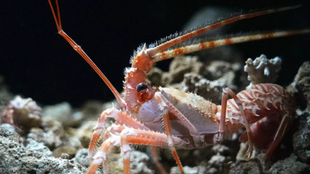 Okinawa Churaumi Aquarium