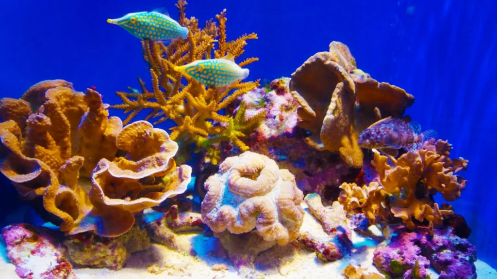Okinawa Churaumi Aquarium