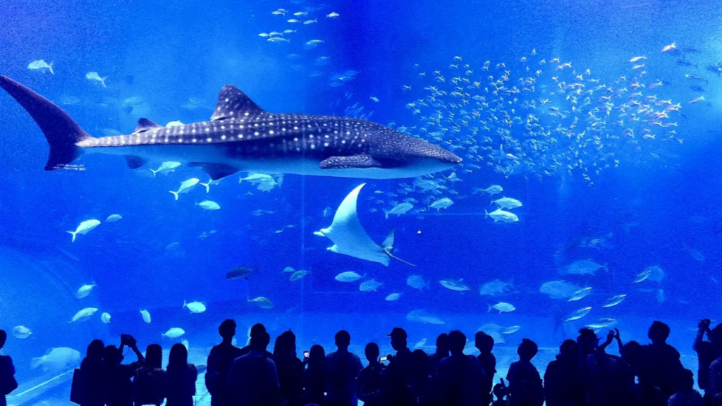 Okinawa Churaumi Aquarium
