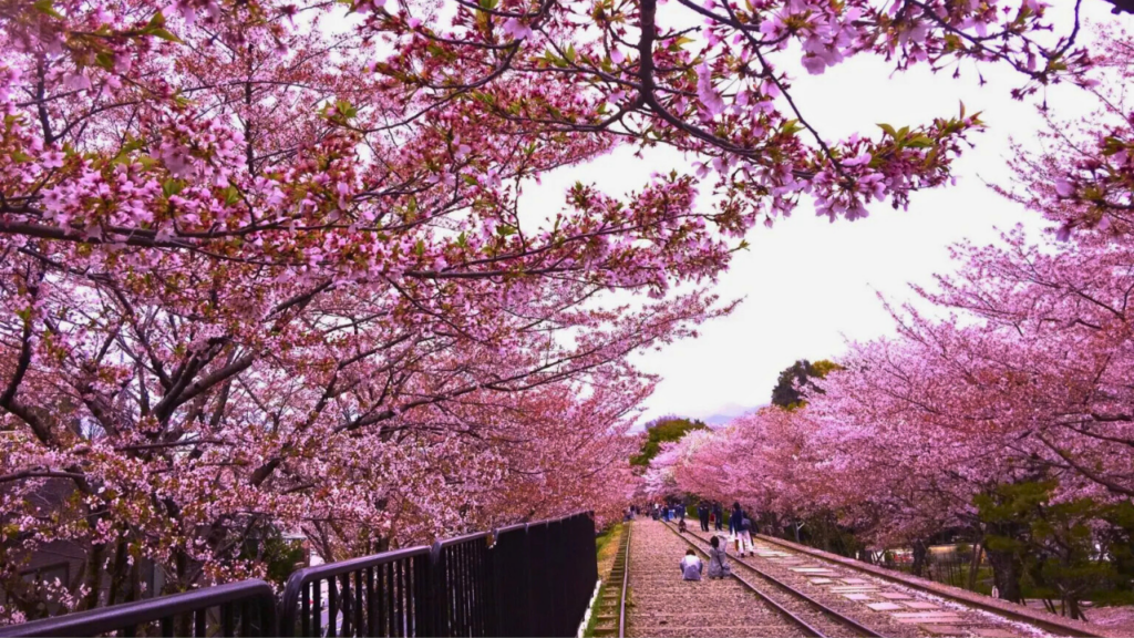 Photo Spots in Kyoto