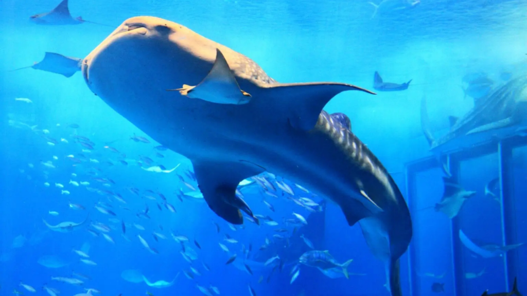 Okinawa Churaumi Aquarium