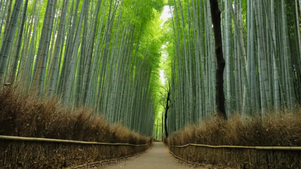 Kyoto
