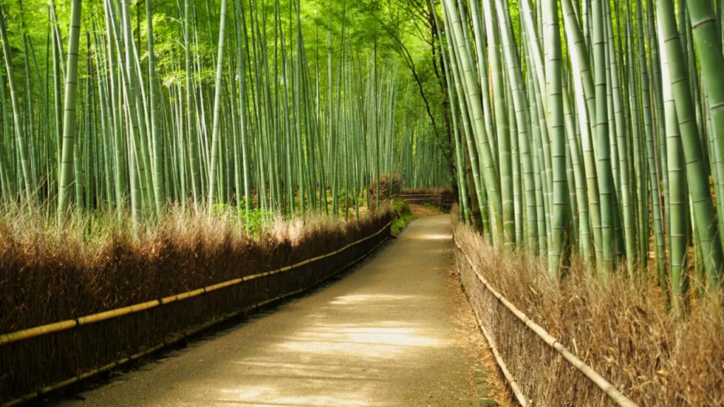 Photo Spots in Kyoto