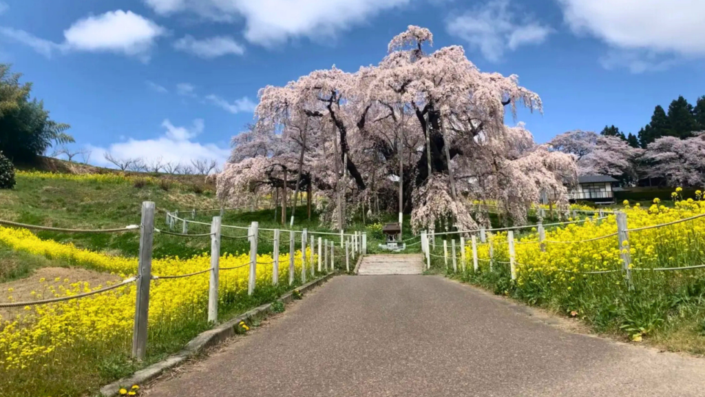fukushima