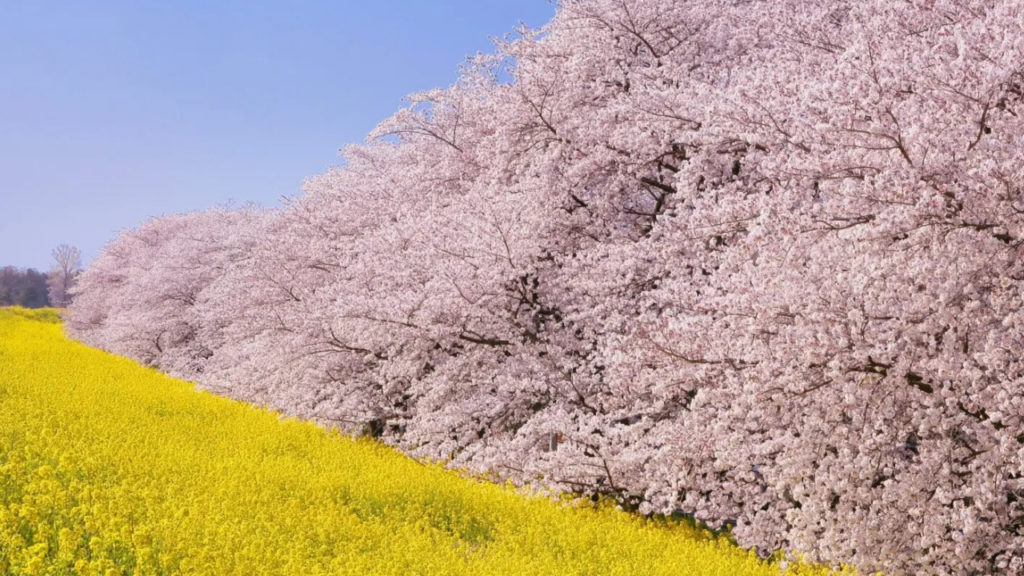 Saitama