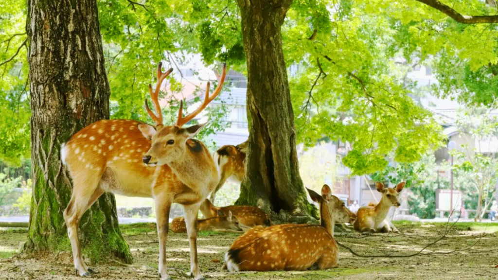 Nara
