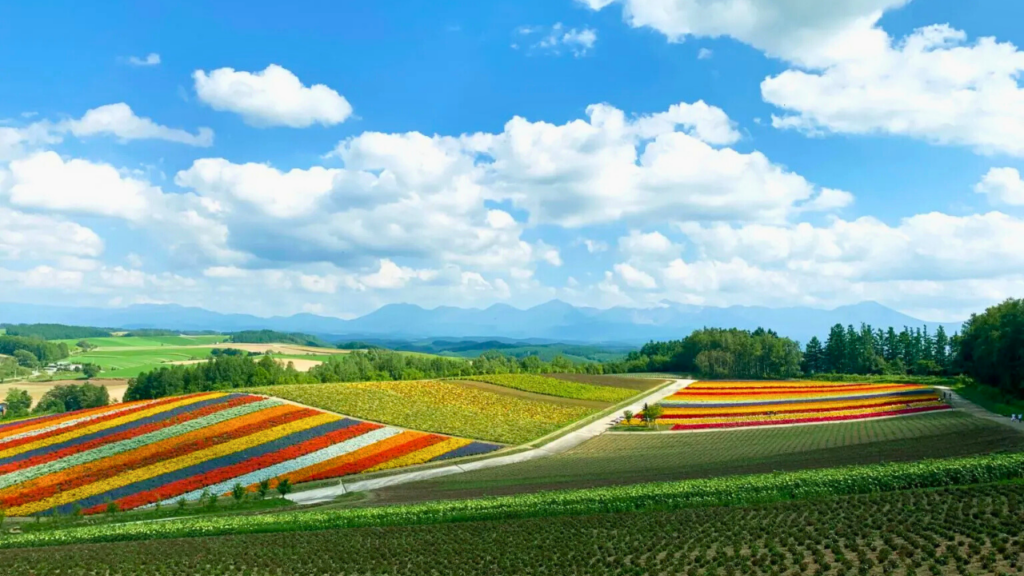 furano-biei-lavender-fields
