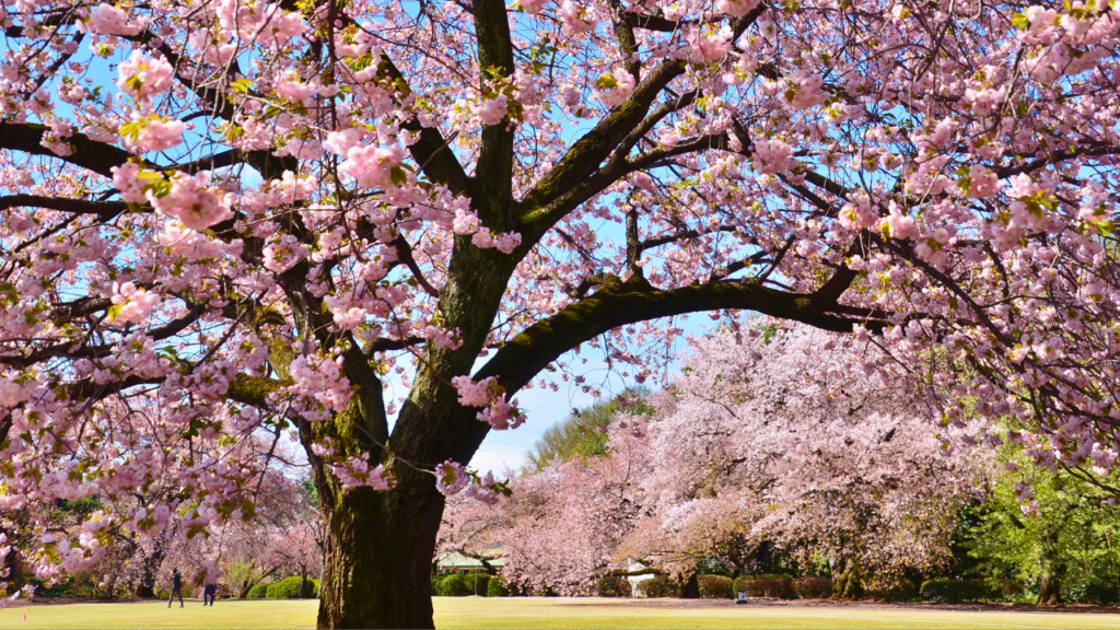 Shinjuku Gyoen National Garden