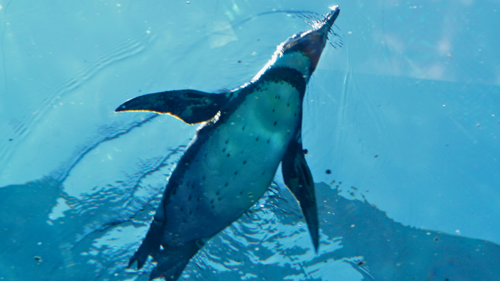 osaka-aquarium-kaiyukan