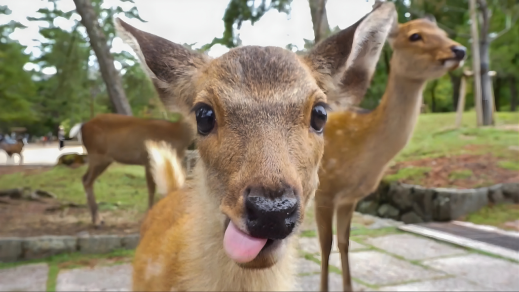 nara photo spot