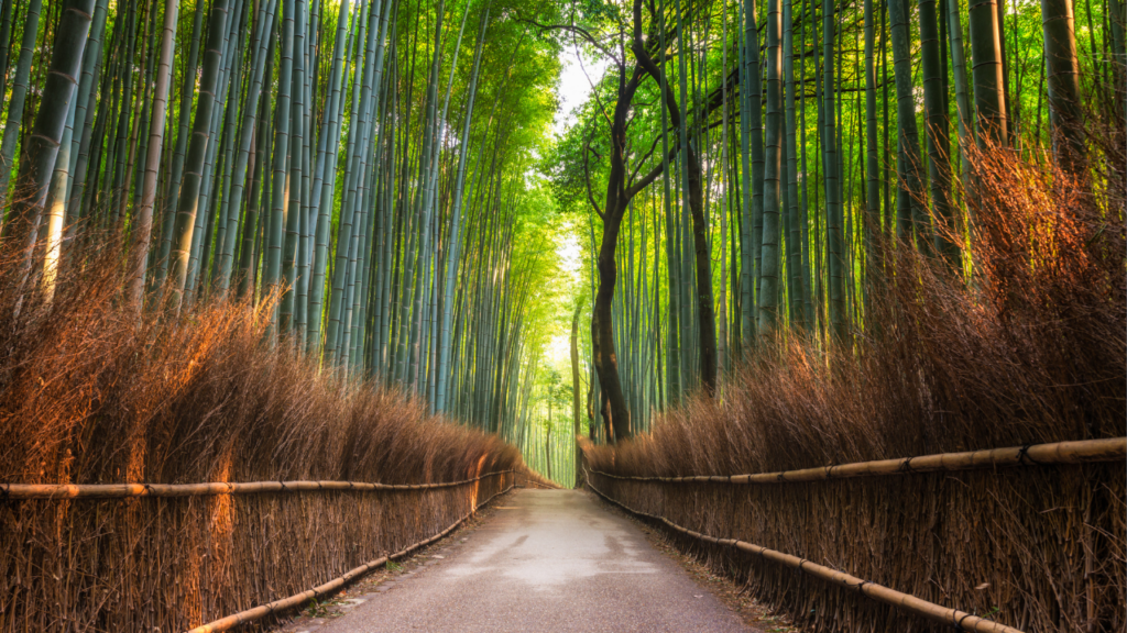 japan 10 day itinerary