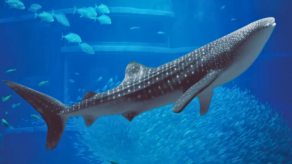 osaka-aquarium-kaiyukan