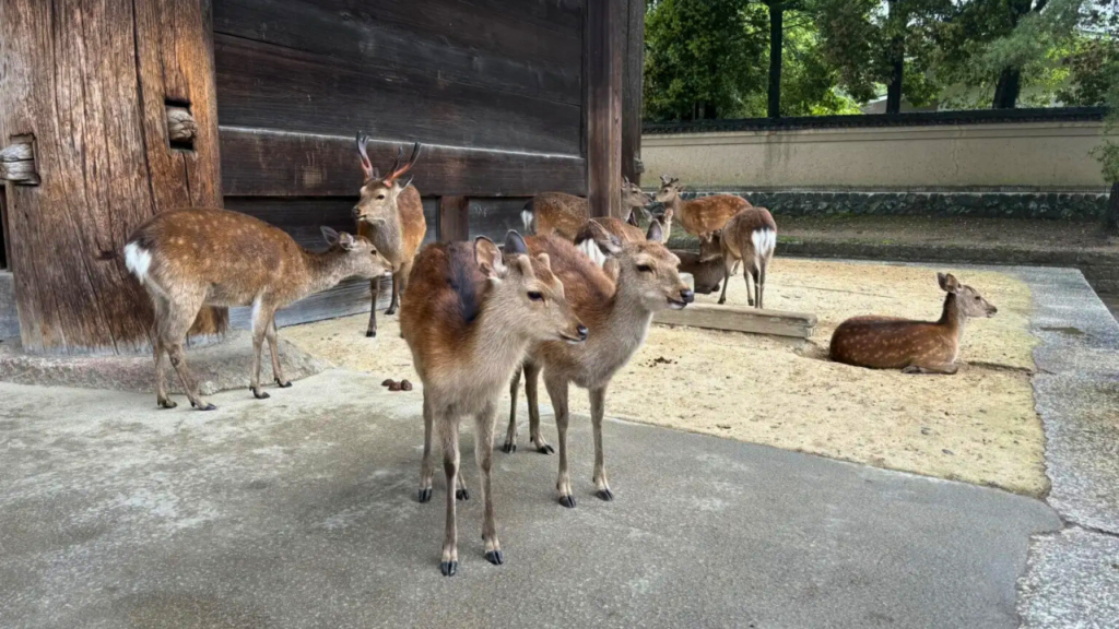 Todaiji Temple Nara