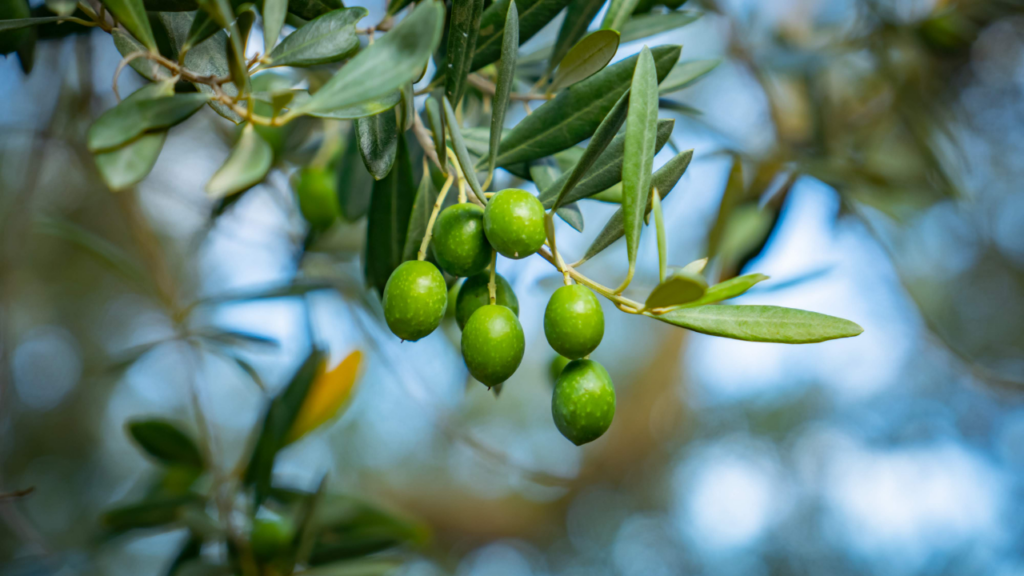 Shodoshima Olive Park