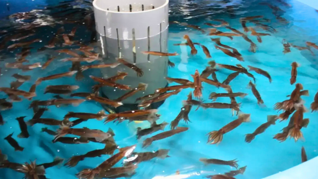 Squid Fishing