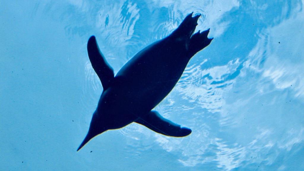 Asahiyama Zoo