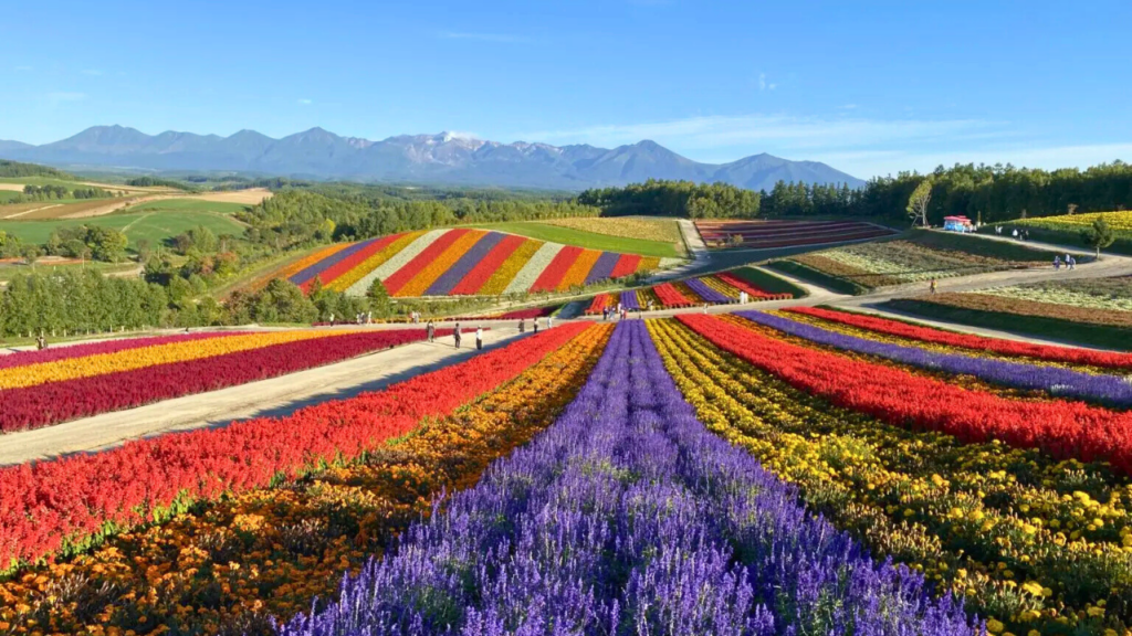 furano-biei-lavender-fields