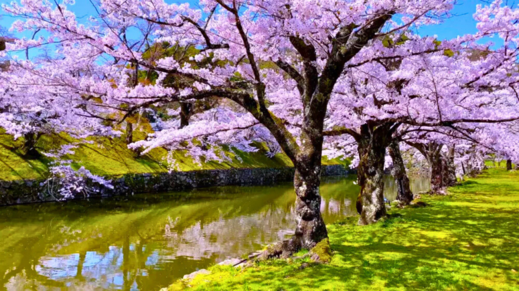 Hikone Castle