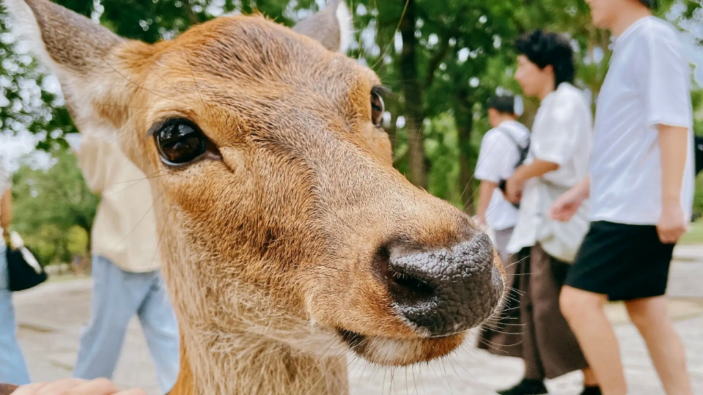 Nara Park Deer