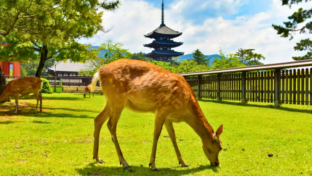 Todaiji Temple Nara